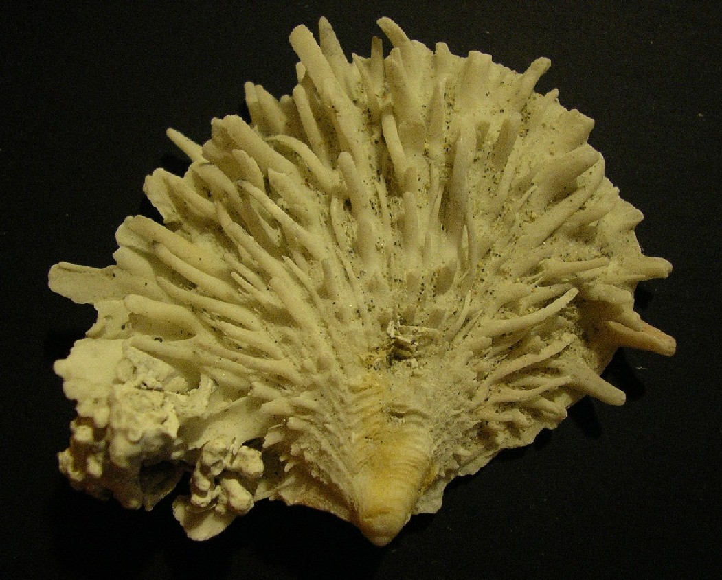 spondylus ...